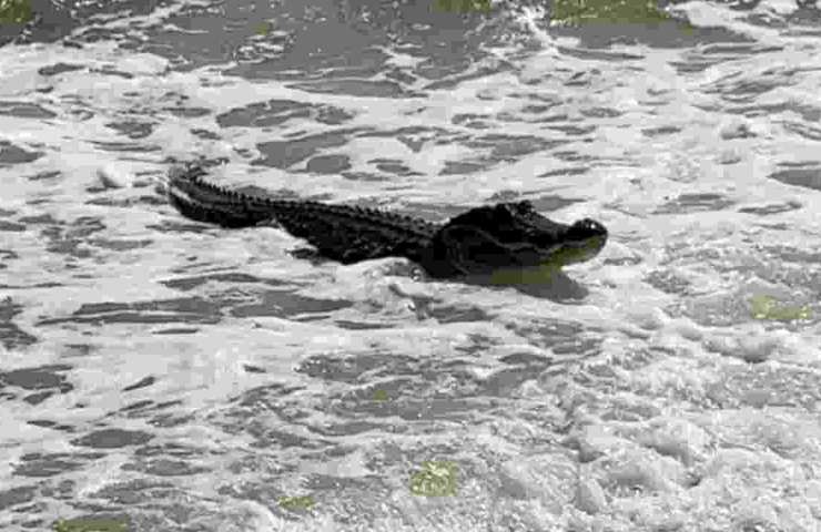 un alligatore