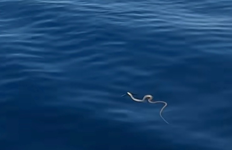 un serpente marino