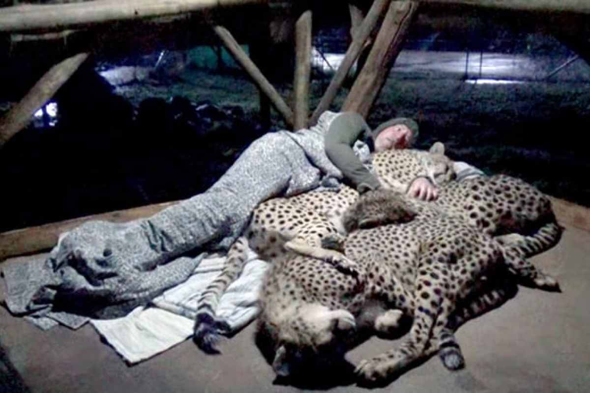 uomo dorme con ghepardi