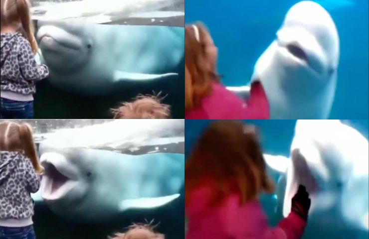 Balena che gioca con una bambina