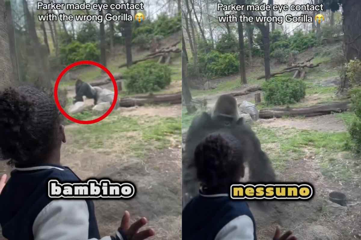 Bambino e gorilla