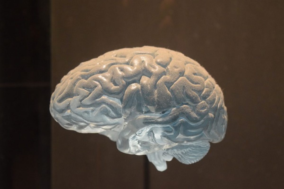 Cervello umano