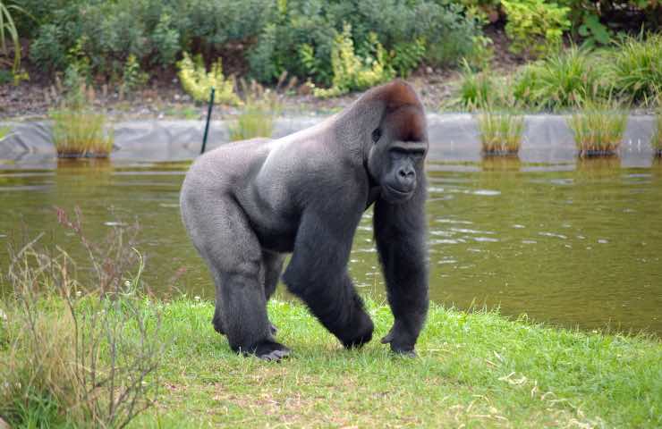 Gorilla allo zoo