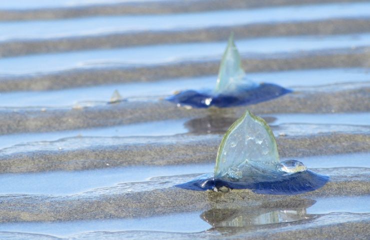 Le meduse invadono Ostia