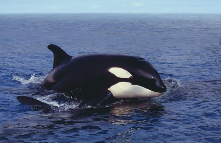 Orca gigante