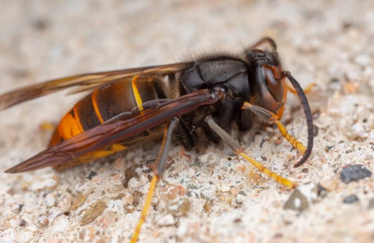 Vespa velutina invasione