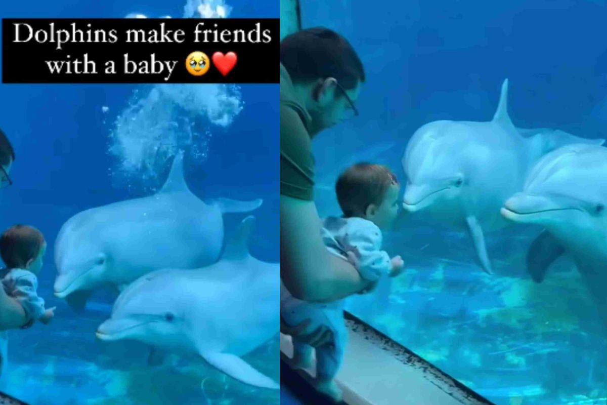 avvicina il neonato ai delfini