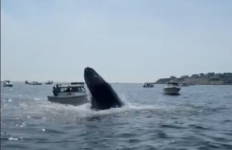 balena a plymouth