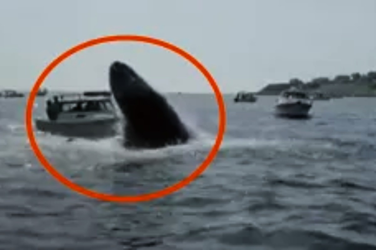 balena colpisce la barca