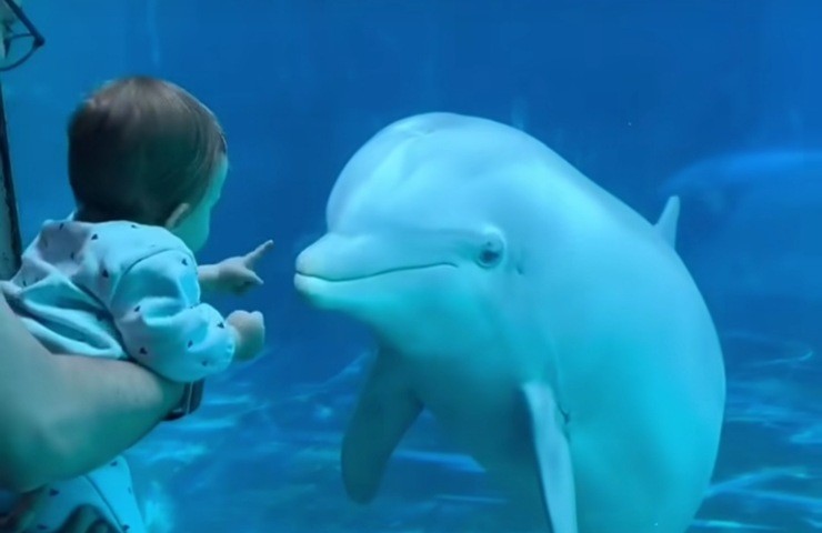 bambino e delfino