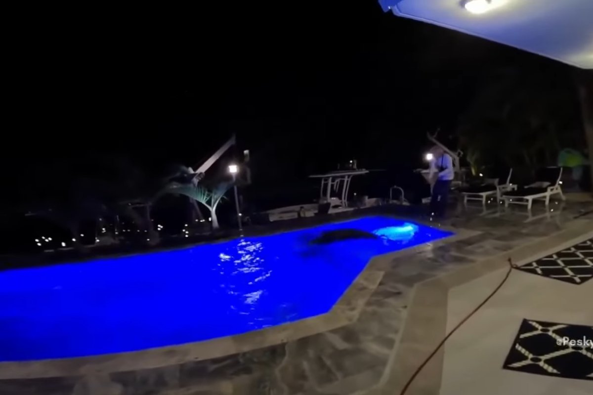 coccodrillo piscina blu