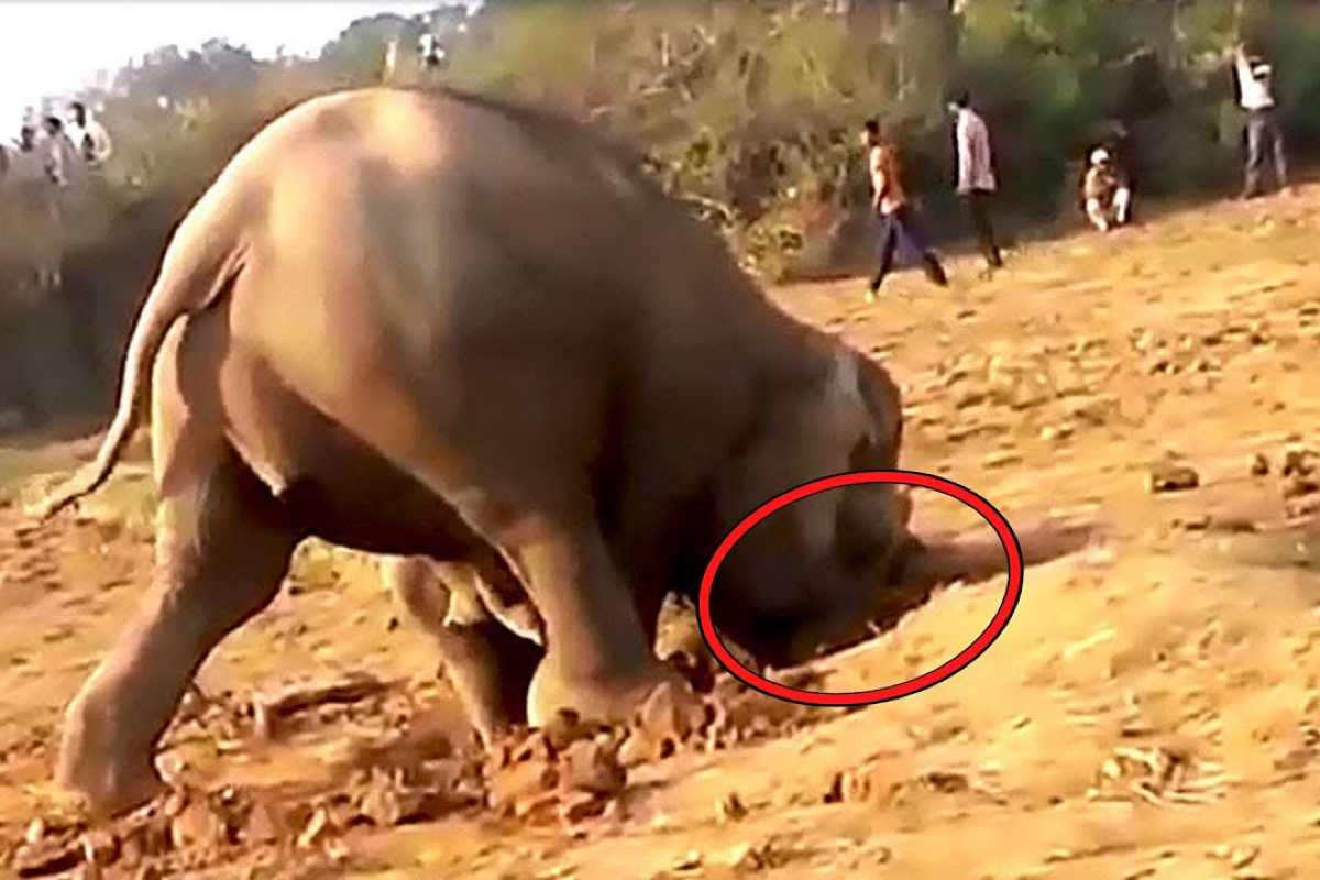 elefante scava la buca per 11 ore