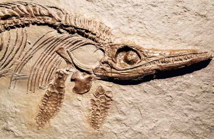 Un fossile di ittiosauro