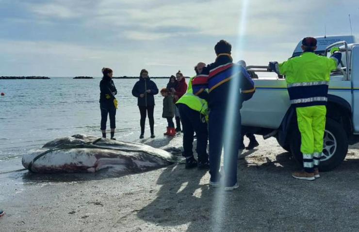 il pesce luna