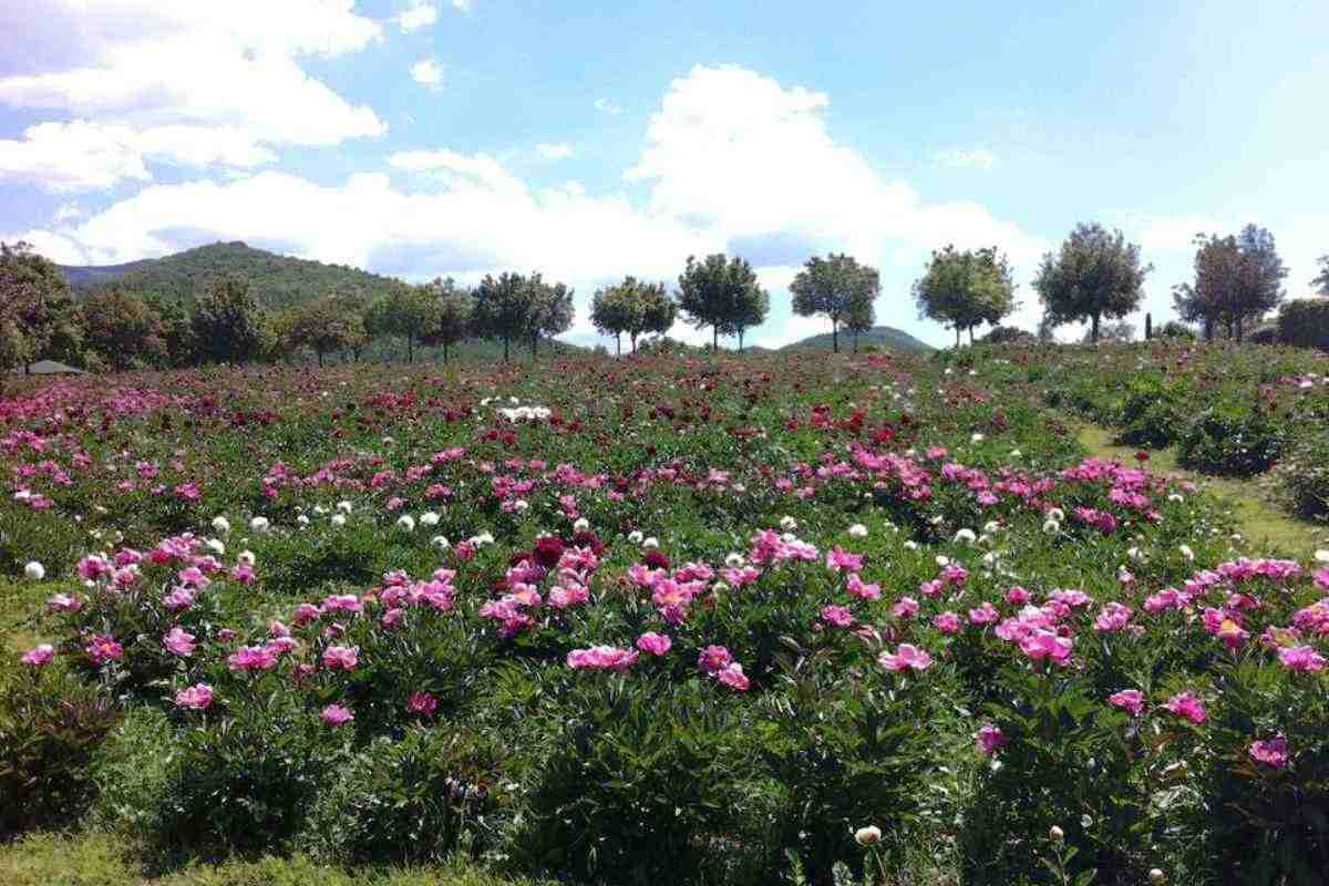 oasi delle peonie