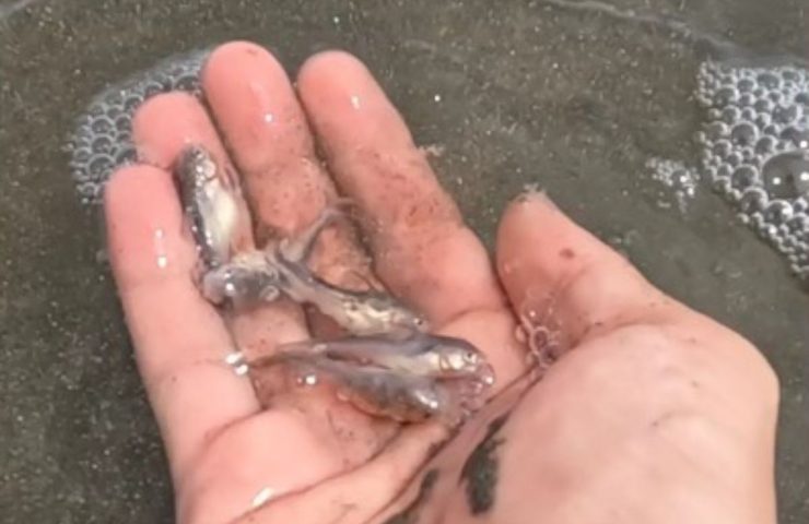 pesci nella sabbia