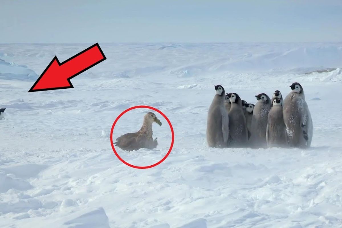 petrello attacca pinguini