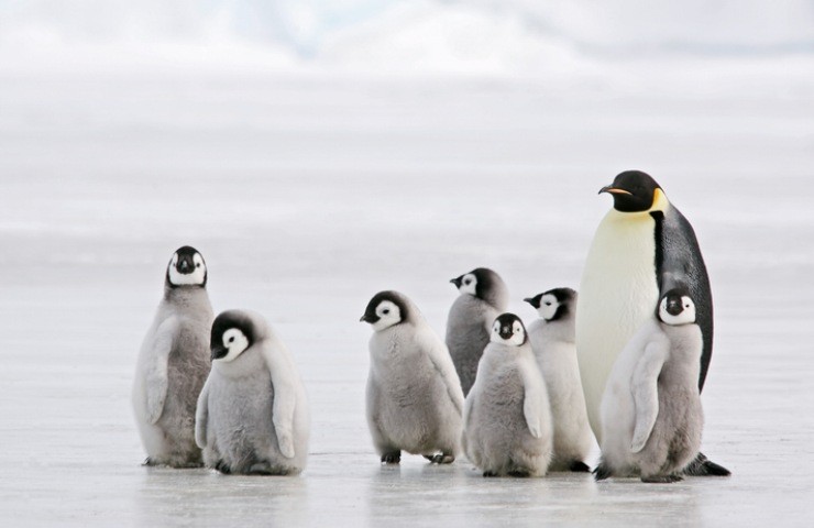 pinguini imperatore