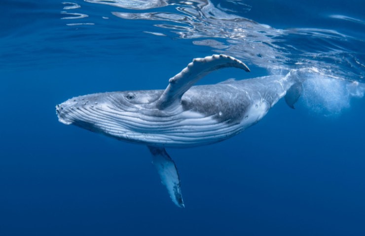 Balenottera azzurra antartica