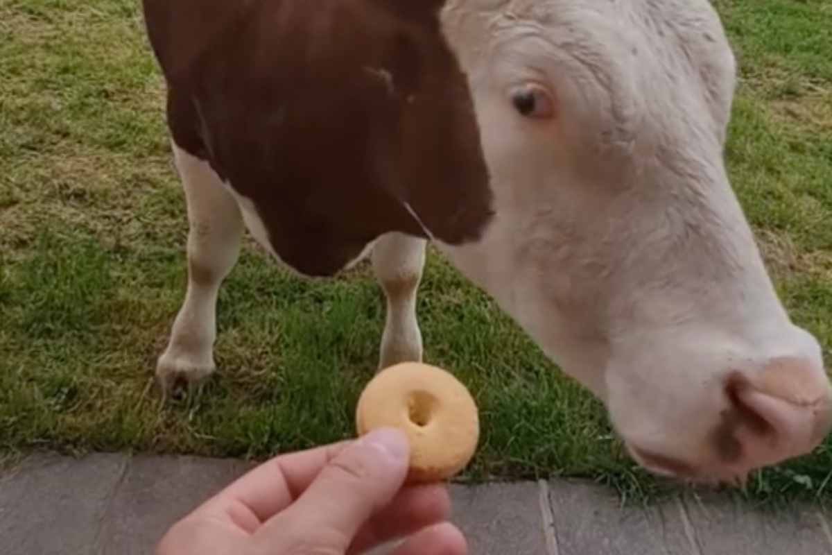 Biscotto offerto alla mucca