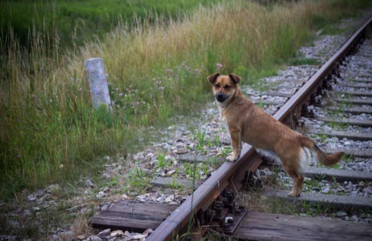 Cane abbandonato 