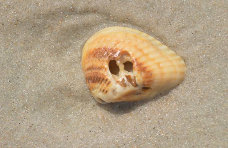 Conchiglia con fori