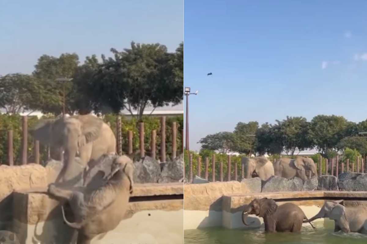 L'elefante precipita in acqua, la reazione della mamma è commovente