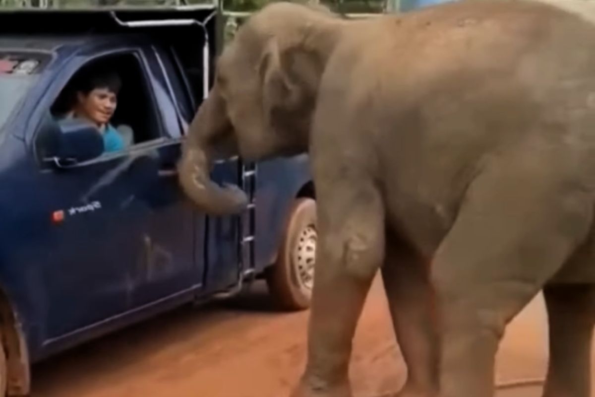 Elefante chiede aiuto