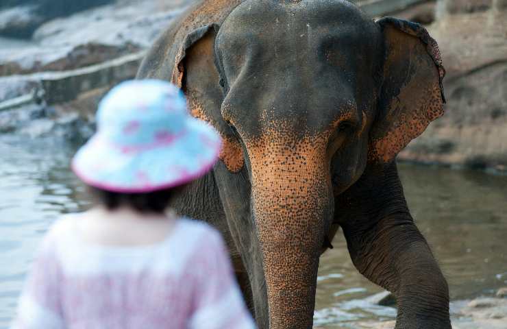 Elefante e visitatrice