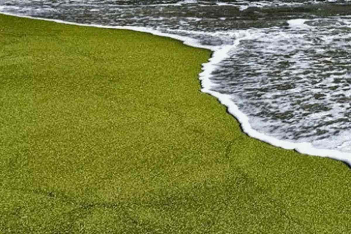 Green Sand Beach