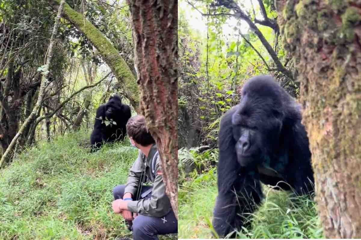 Incontro con gorilla