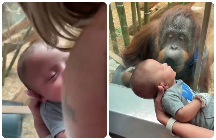 La scimmia vuole vedere il bambino