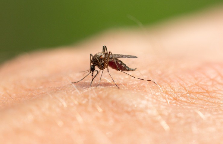La zanzara della Malaria