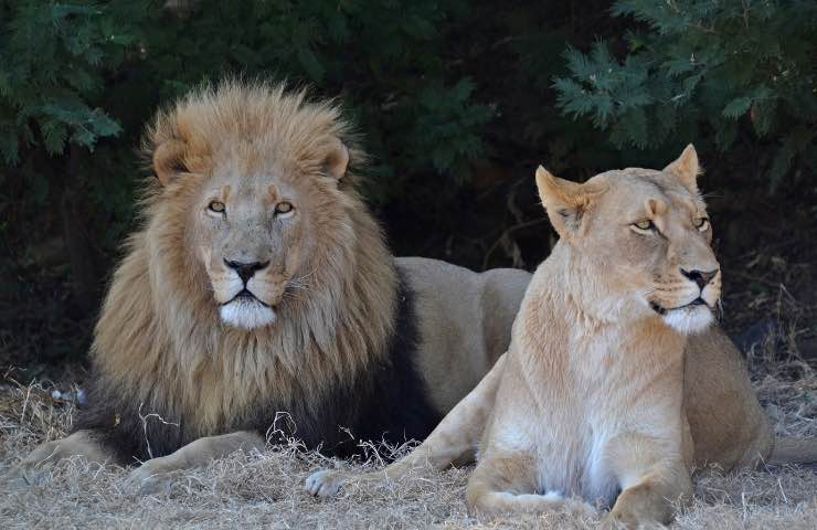 Leone e leonessa 