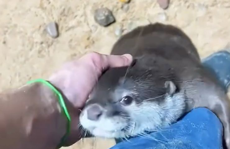 Lontra amorevole col pescatore