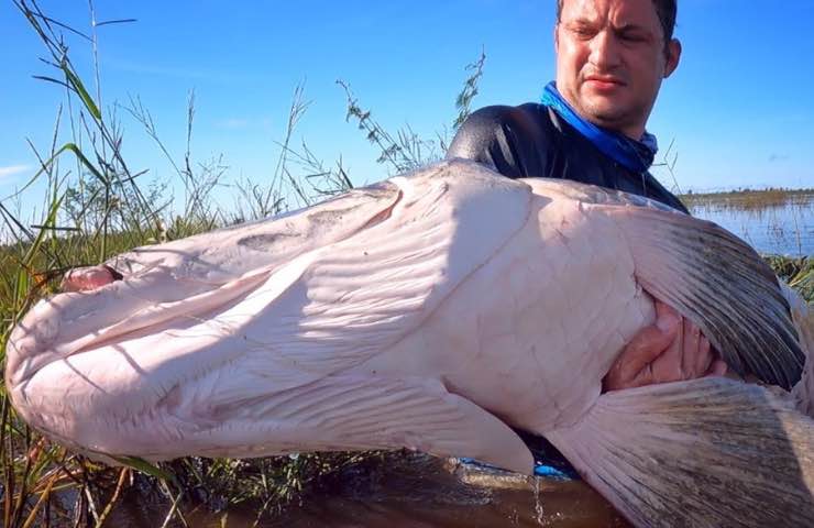 Pescatore con Pirarucu