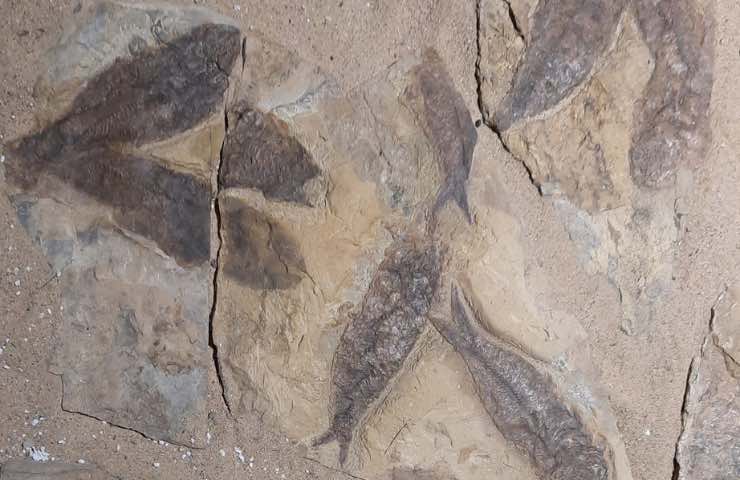 Pesci fossilizzati 