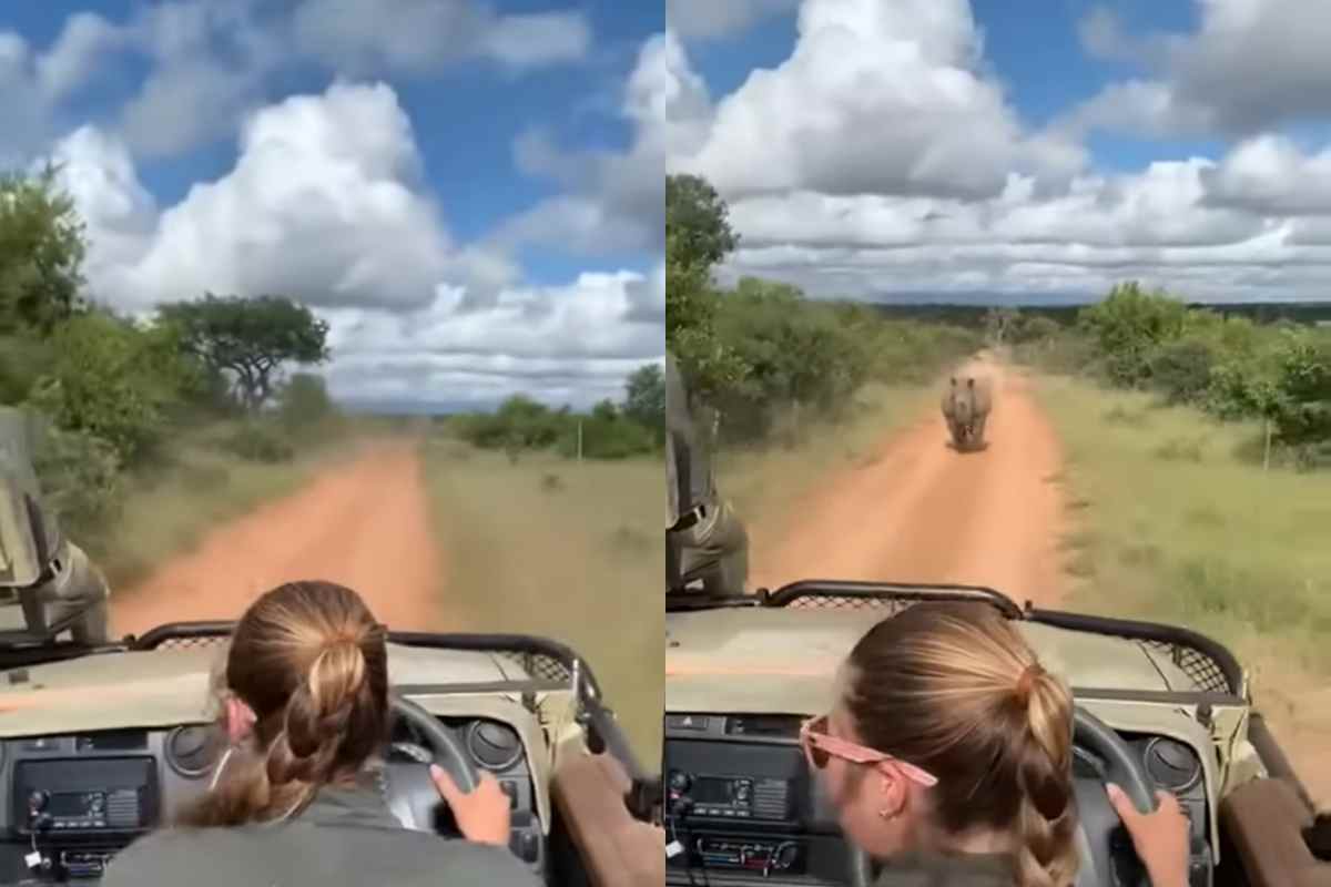 Rinoceronte contro turisti