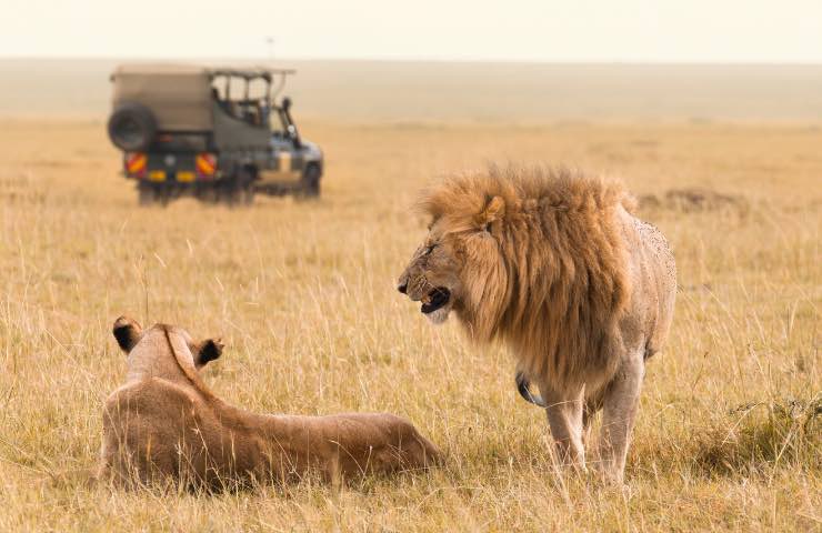 Safari con leoni 