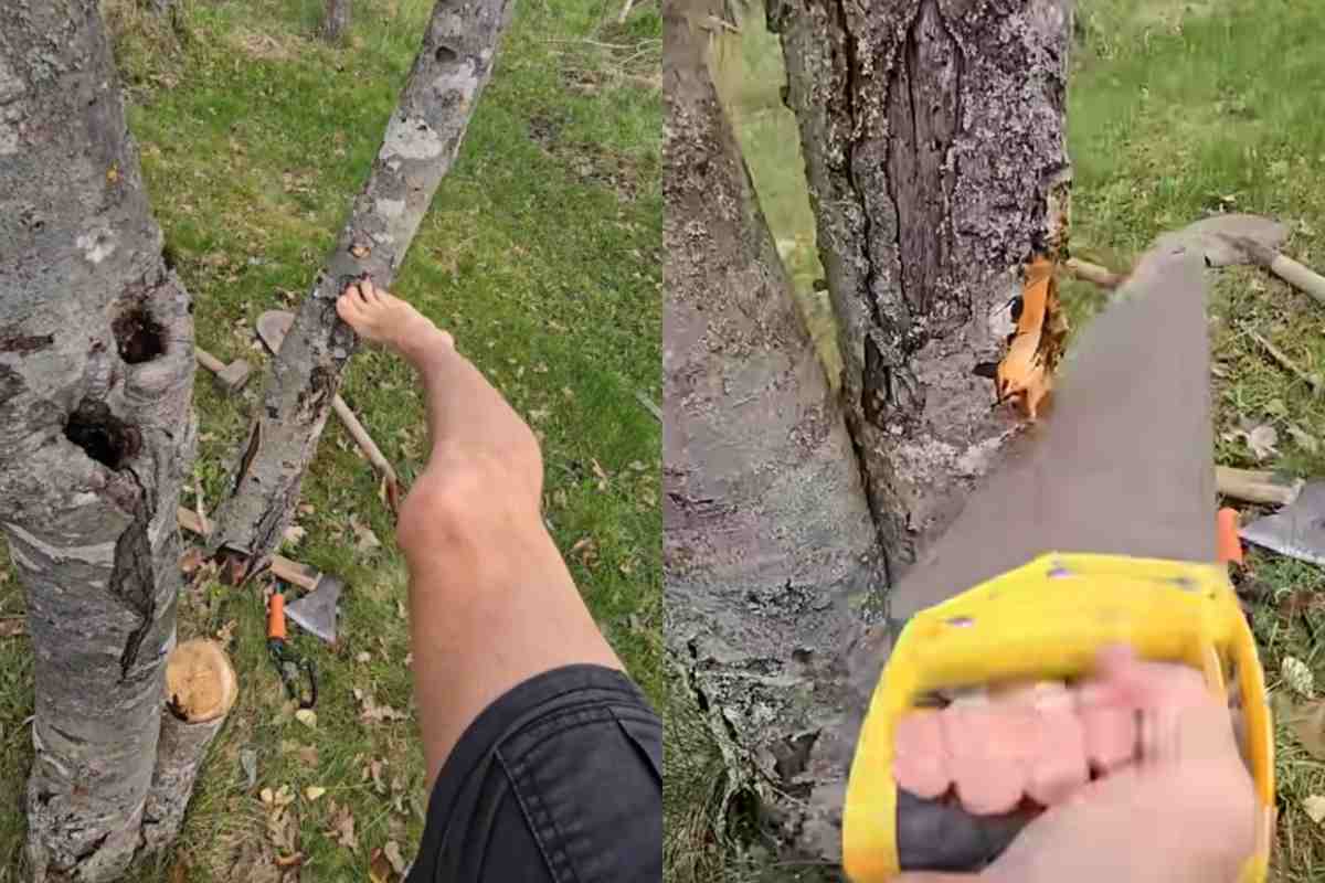 Taglia l'albero