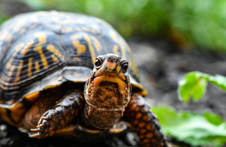 Tartaruga in natura