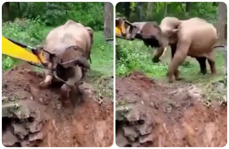 Un elefante precipita in un burrone