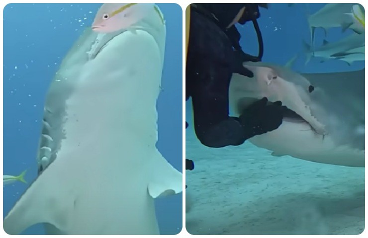 Un sub aiuta uno squalo
