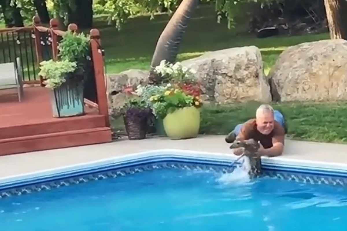 Uomo salva cucciolo di cervo