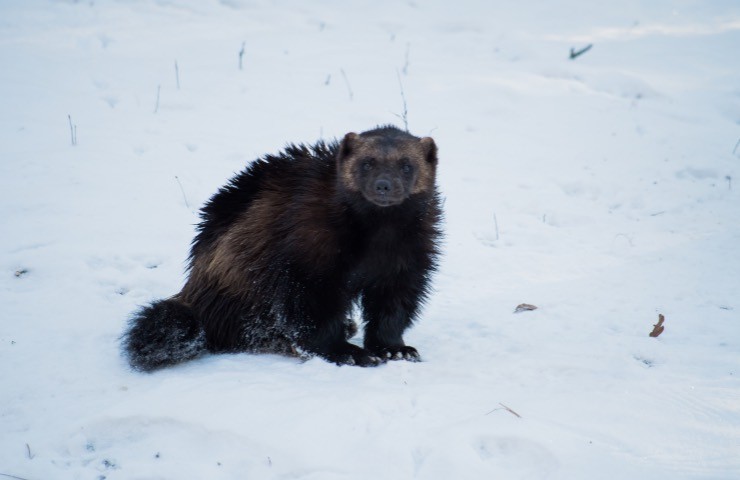 Wolverine, ghiottone 