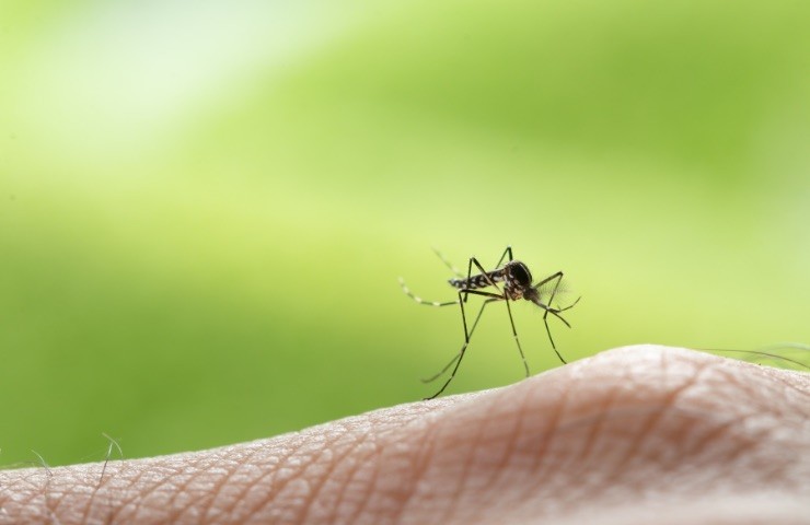 Zanzara Giapponese 