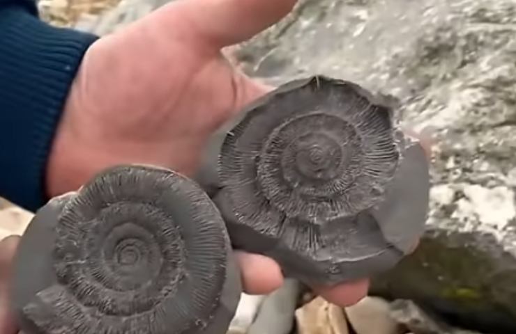 ammonite aperta