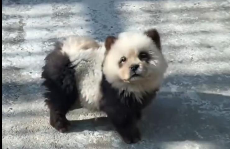 cane panda cucciolo