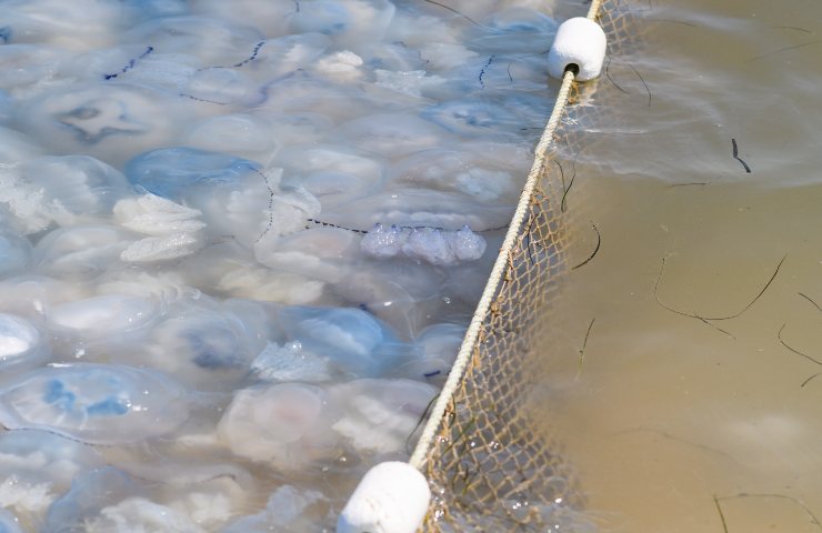 L'invasione di meduse