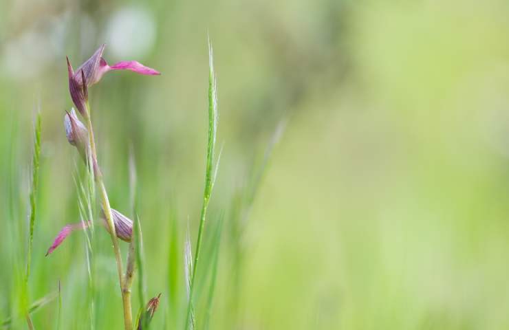 orchidea selvatica